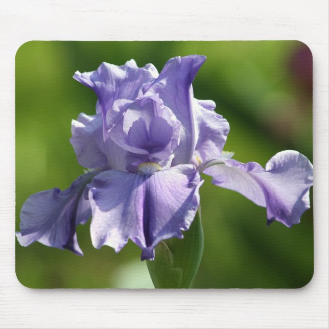 "Frühjahr-Blues-" Iris-Fotografie Mousepad (Vorne)