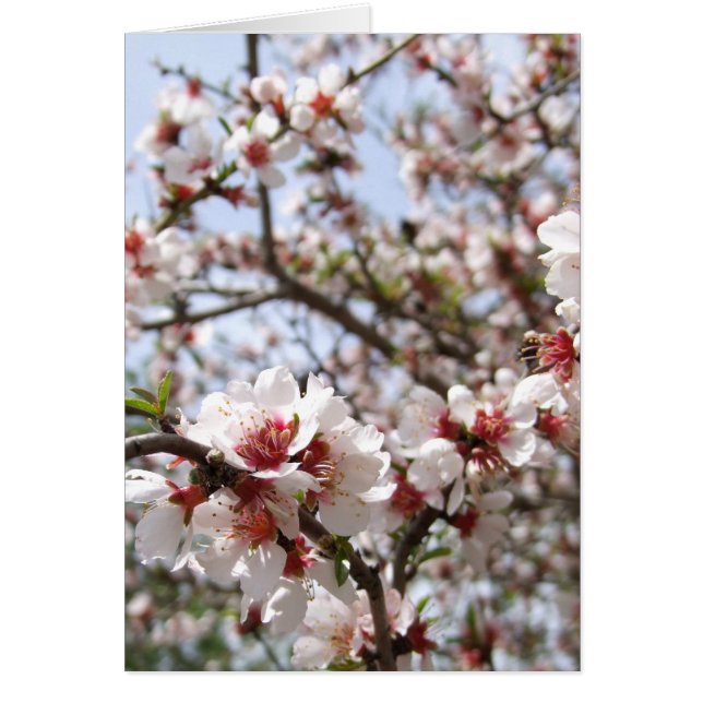 Frühjahr-Blume-Blossom-Karte (Vorne)