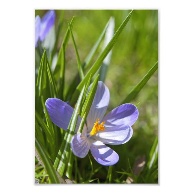Frühjahr Fotodruck (Vorne)