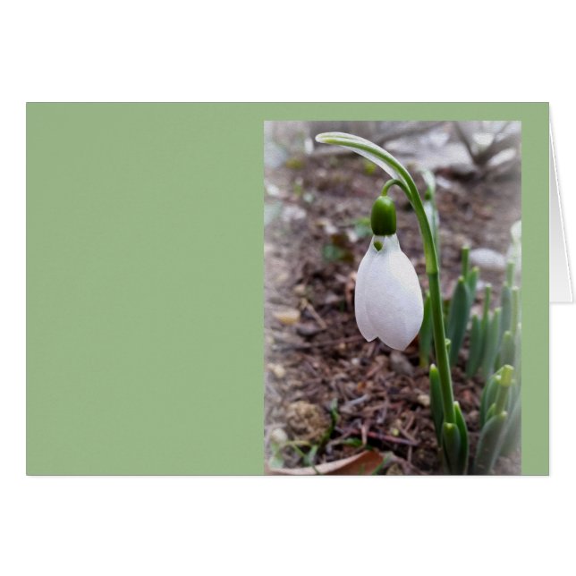 Frühjahr im Februar (Vorderseite (Horizontal))