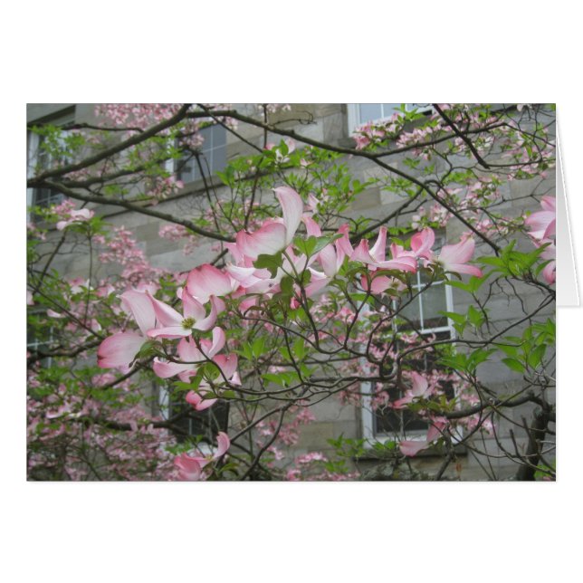 Frühjahr in der Swarthmore-Uni (Vorderseite (Horizontal))