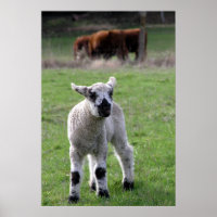 Frühjahr Lamb - Kunstdrucke