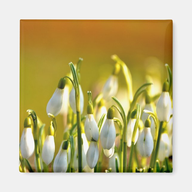 Frühjahr - Magnet (Vorne)