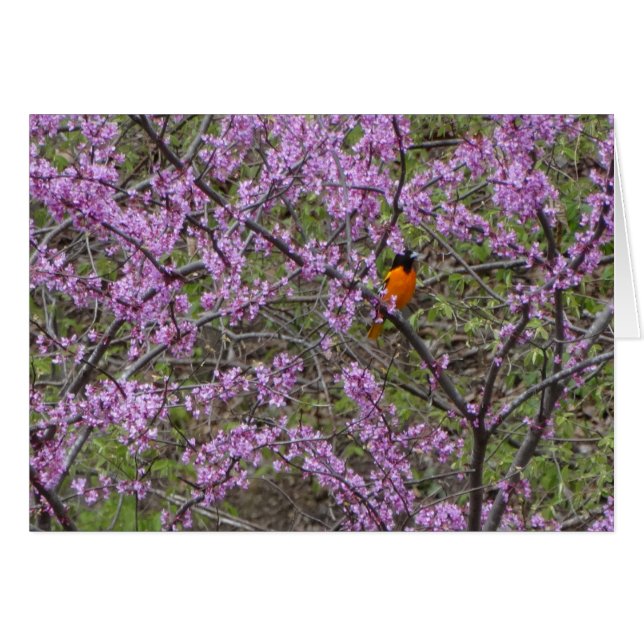 Frühjahr, Oriole in Redbud Baum (Vorderseite (Horizontal))