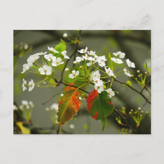 Frühjahr Postkarte (Vorderseite)