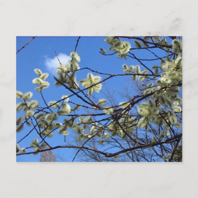 Frühjahr Postkarte (Vorderseite)