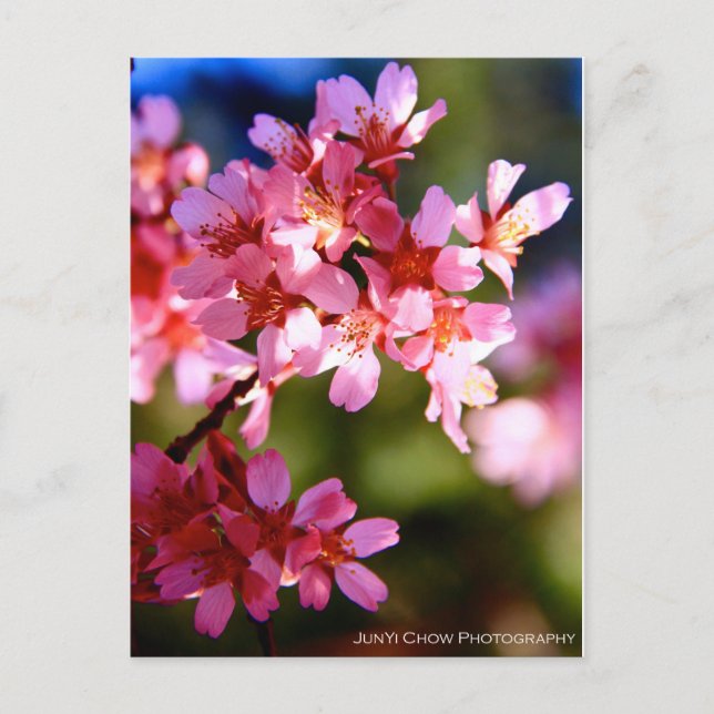 Frühjahr Postkarte (Vorderseite)