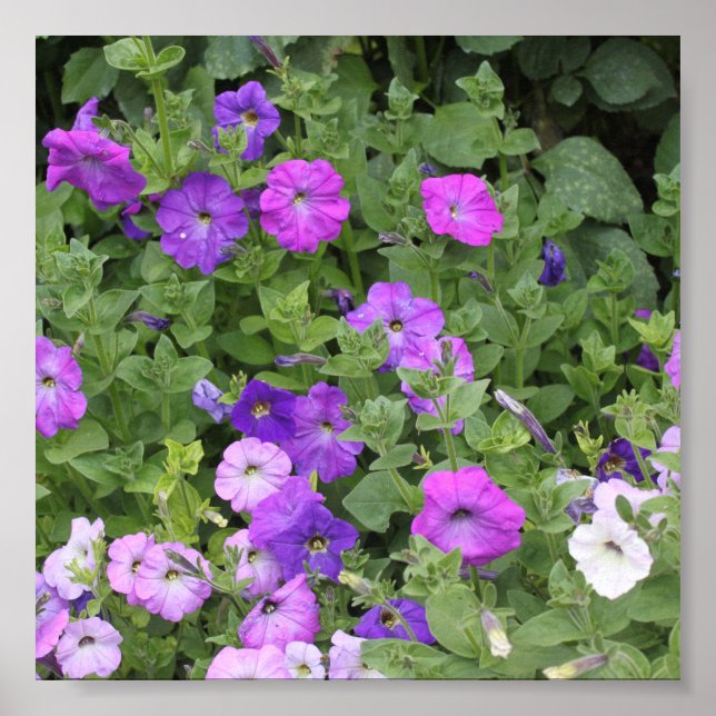 Frühjahr Sommer Floral Lila Petunia Blume Dekorati Poster (Vorne)