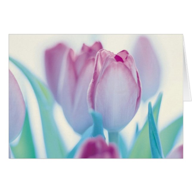 Frühjahr-Tulpen (Vorderseite (Horizontal))