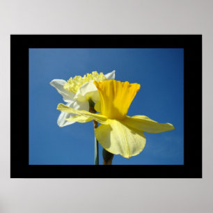 Frühjahrs-Fine-Art-Drucke Gelbe Narzisse Blauer Hi Poster