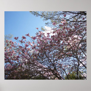 Frühjahrs-Kirschblüten Poster