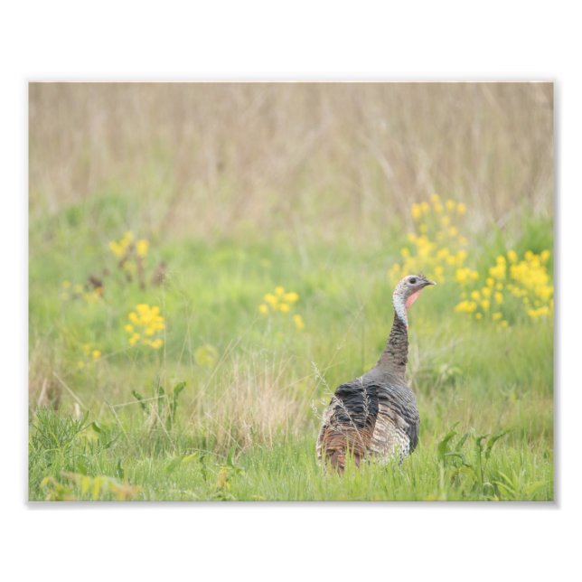 Frühjahrsausgabe der Türkei - 2 Fotodruck (Vorne)