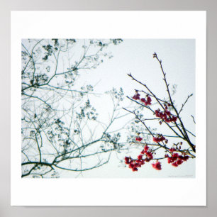 Frühjahrsauslauf/Kirschblüten Foto-Print Poster