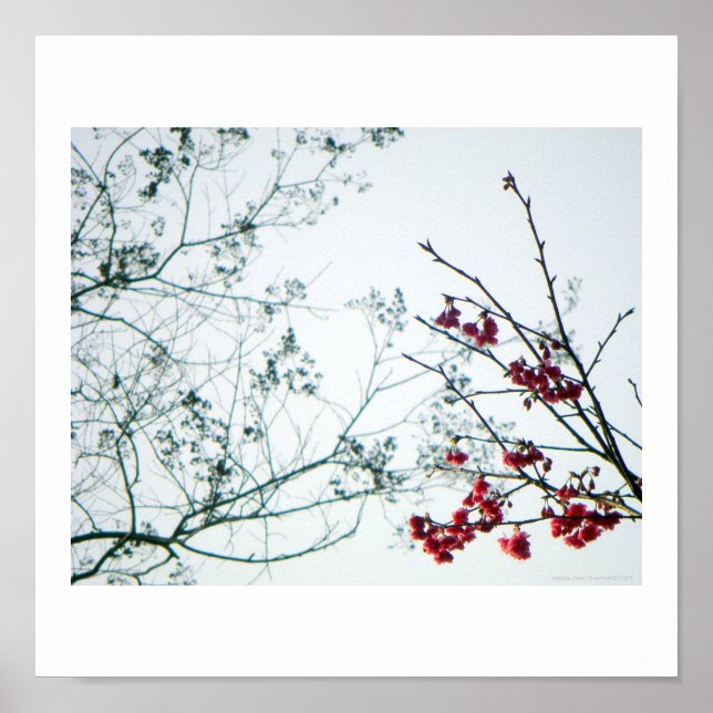 Frühjahrsauslauf/Kirschblüten Foto-Print Poster (Vorne)