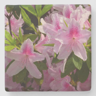 Frühjahrsblüte des rosa Azaleenstrauchs Steinuntersetzer