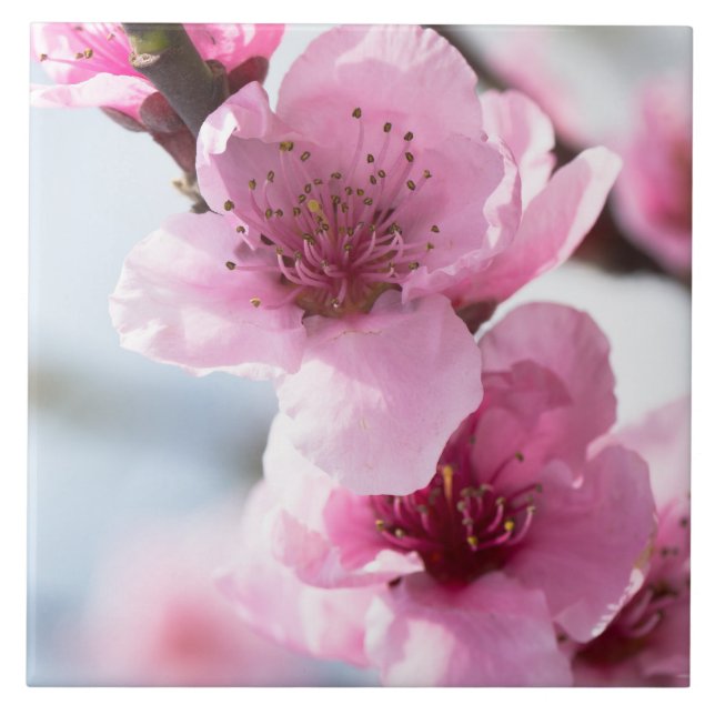 Frühjahrsblüte Fliese (Vorderseite)
