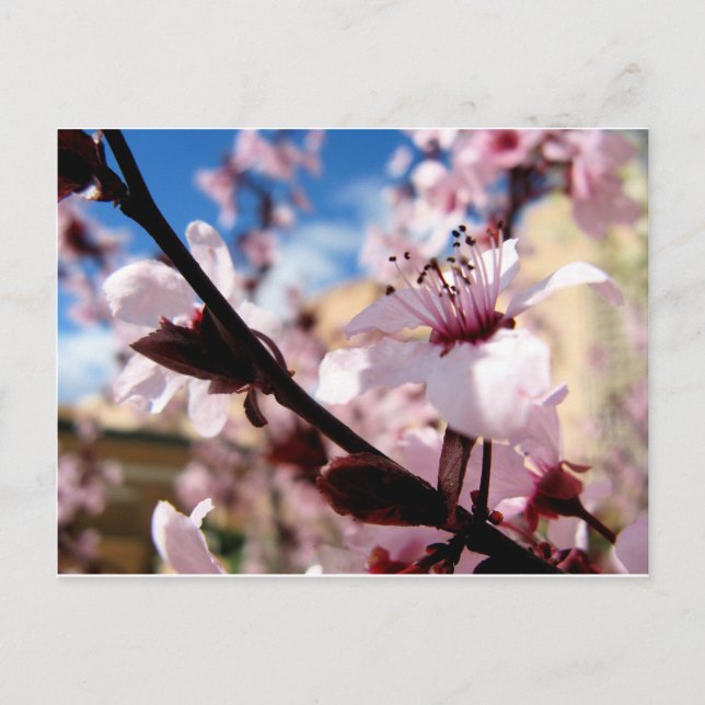 Frühjahrsblüte Postkarte (Vorderseite)