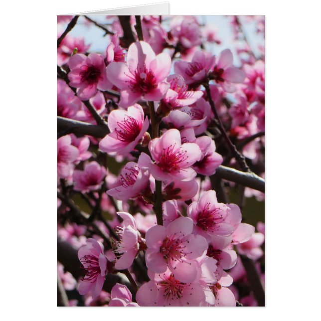 Frühjahrsblüten (Vorne)