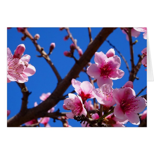 Frühjahrsblüten (Vorderseite (Horizontal))