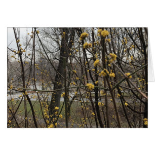 Frühjahrsblüten Bäume Zentralpark New York