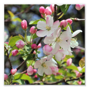 Frühjahrsblüten des Appells Nah 8x8 Fotodruck
