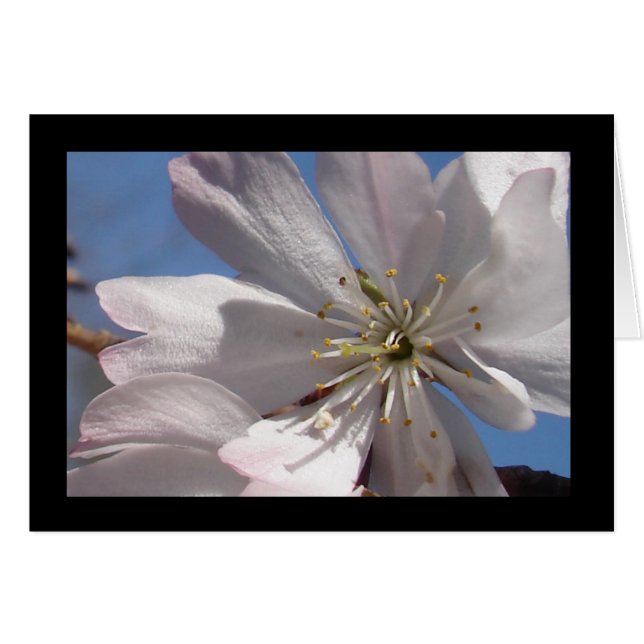 Frühjahrsblüten II (Vorderseite (Horizontal))