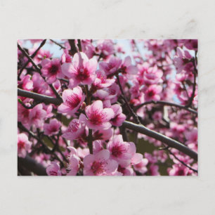 Frühjahrsblüten Postkarte