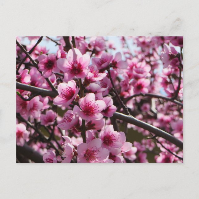 Frühjahrsblüten Postkarte (Vorderseite)