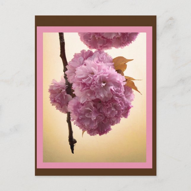 Frühjahrsblüten Postkarte (Vorderseite)