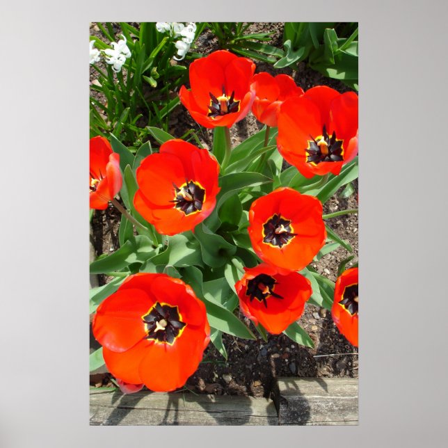 Frühjahrsbrust Poster (Vorne)