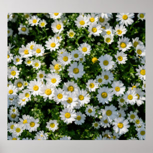 Frühjahrsdaisy Field: Serene Hintergrund Poster