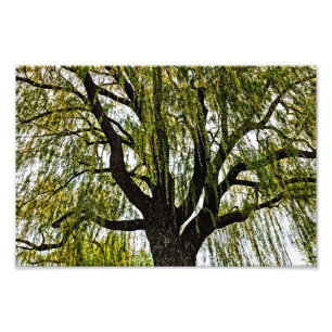 Frühjahrshoffnungen gedämpft fotodruck