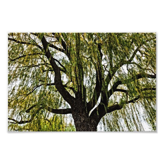 Frühjahrshoffnungen gedämpft fotodruck (Vorne)