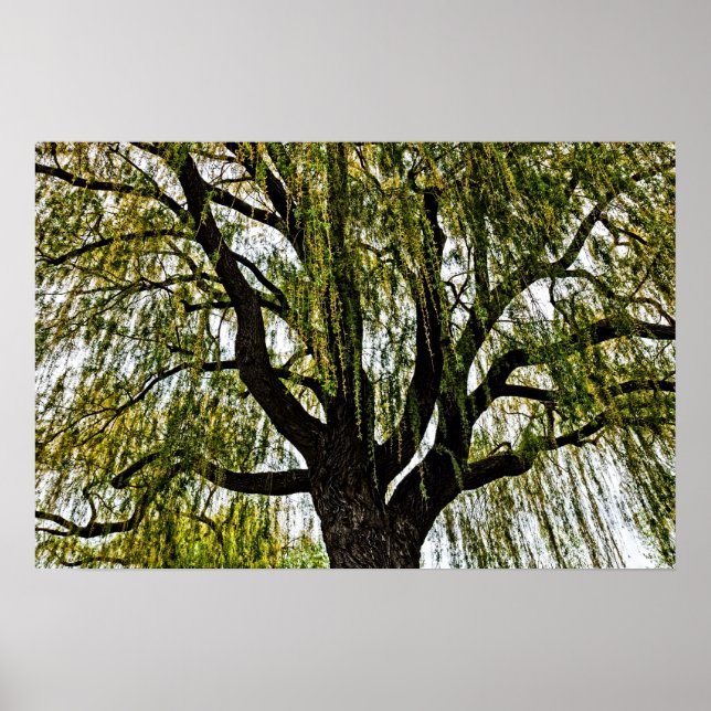 Frühjahrshoffnungen gedämpft poster (Vorne)