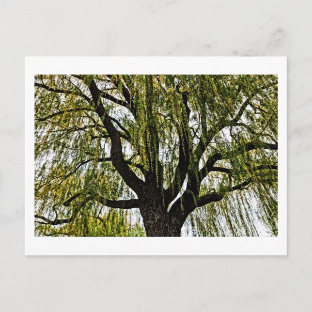 Frühjahrshoffnungen gedämpft postkarte (Vorderseite)