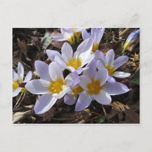 Frühjahrspackung Postkarte
