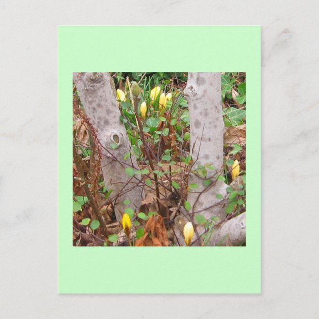 Frühjahrspostkarte Postkarte (Vorderseite)