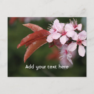 Frühjahrsrosa Pflaumenblüten Postkarte
