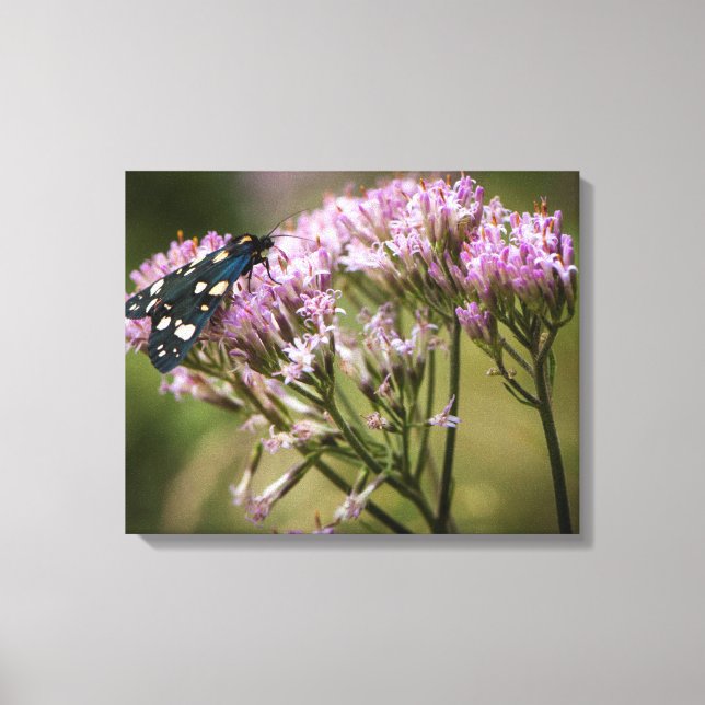 Frühjahrsschmetterling auf Wildblumen Leinwanddruck (Vorderseite)