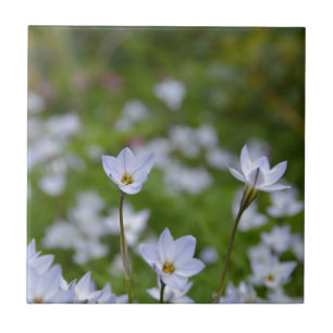 Frühjahrsstarblume Fliese