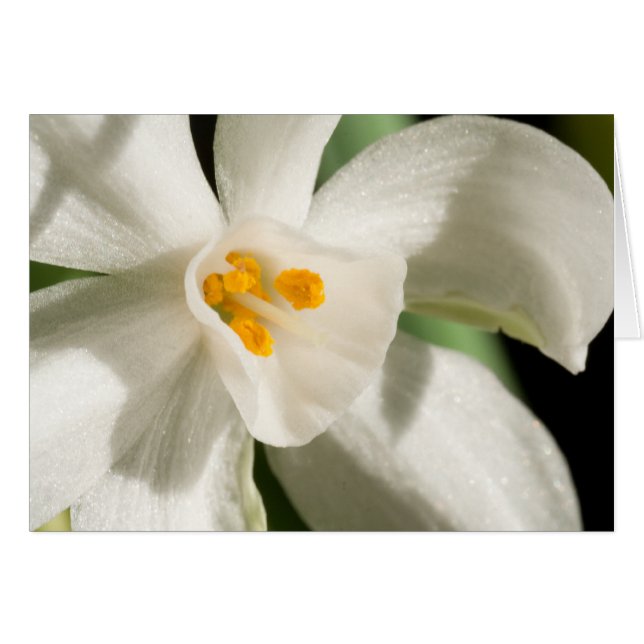 Frühjahrsveranstaltung und Hochzeit der weißen Blu (Vorderseite (Horizontal))