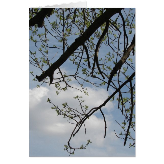 Frühjahrswachstum (Vorne)