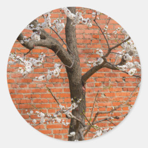 Frühling Aprikosenbaum Roter Backsteinwall Runder Aufkleber