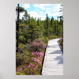 Frühling auf dem Bog Walk Poster