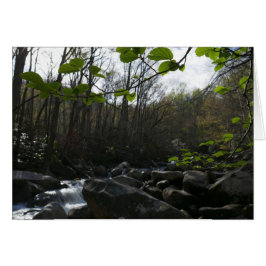 Frühling Blätter am Kleinen Taubenfluss