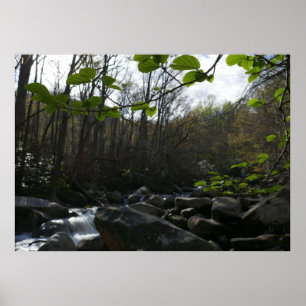 Frühling Blätter am Kleinen Taubenfluss Poster