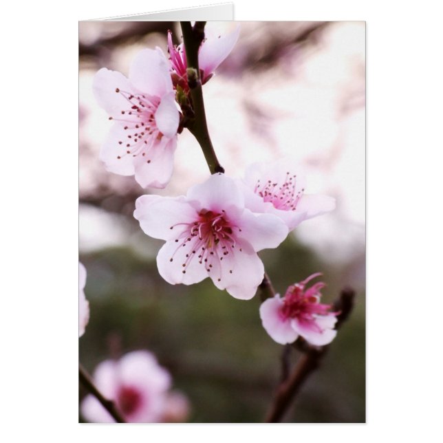 Frühling blüht Karte (Vorne)