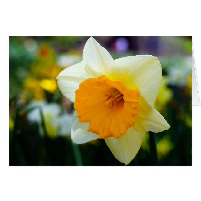 Frühling der Schönheit (Vorderseite (Horizontal))