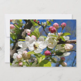 Frühling. Eine Biene sitzt in einer Blume aus weiß Feiertagskarte