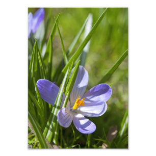 Frühling Fotodruck